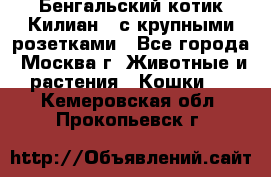 Бенгальский котик Килиан , с крупными розетками - Все города, Москва г. Животные и растения » Кошки   . Кемеровская обл.,Прокопьевск г.